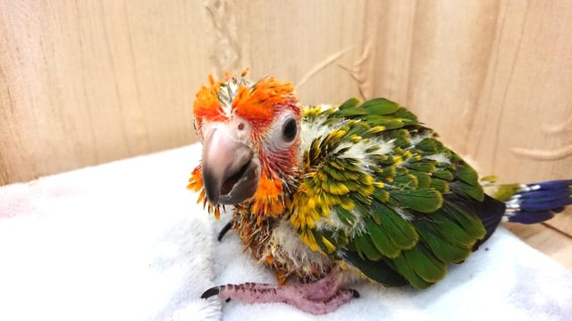 コガネメキシコインコ