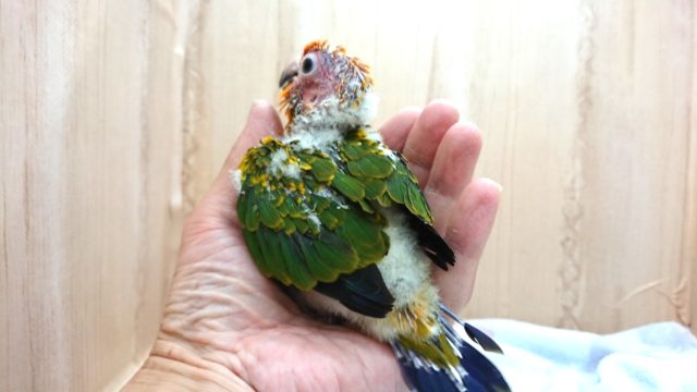 コガネメキシコインコ