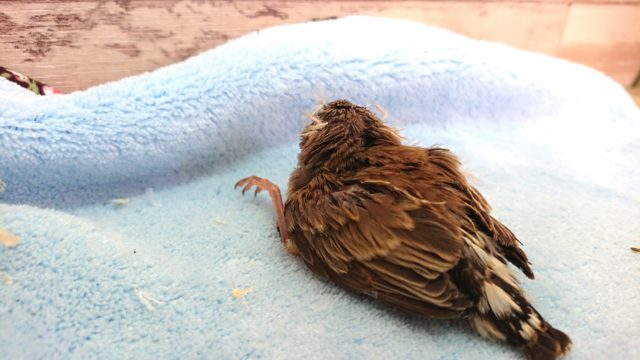 隠れた人気者♪キンカチョウ ヒナです 2021 2月17日 錦花鳥(キンカチョウ)