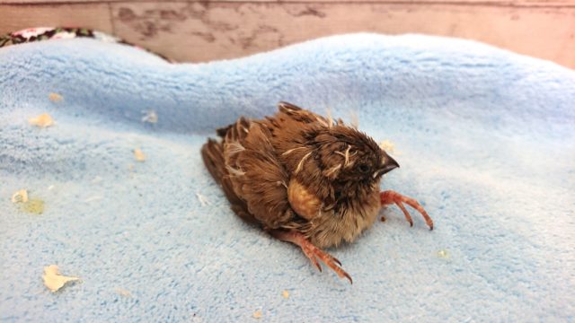 隠れた人気者♪キンカチョウ ヒナです 2021 2月17日 錦花鳥(キンカチョウ)