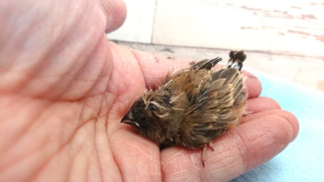 隠れた人気者♪キンカチョウ ヒナです 2021 2月17日 錦花鳥(キンカチョウ)