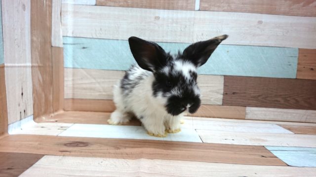 ロップイヤーラビット