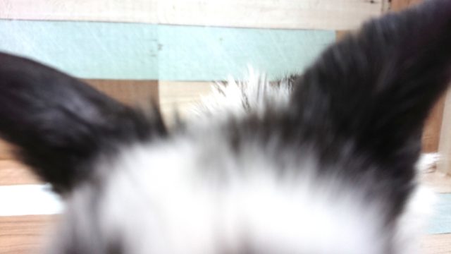 ロップイヤーラビット