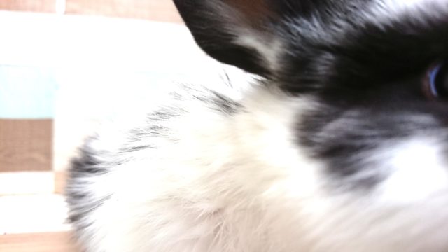 ロップイヤーラビット