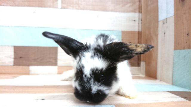 ロップイヤーラビット