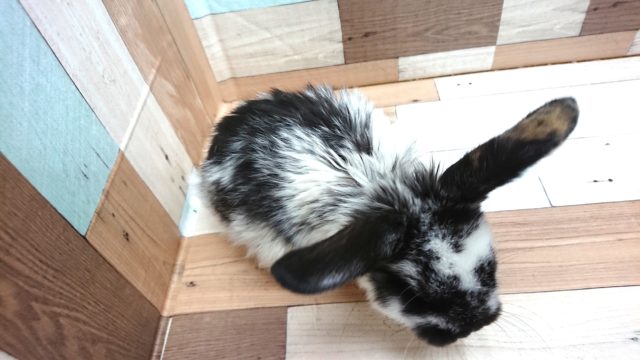ロップイヤーラビット