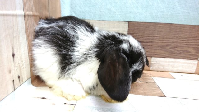 ロップイヤーラビット