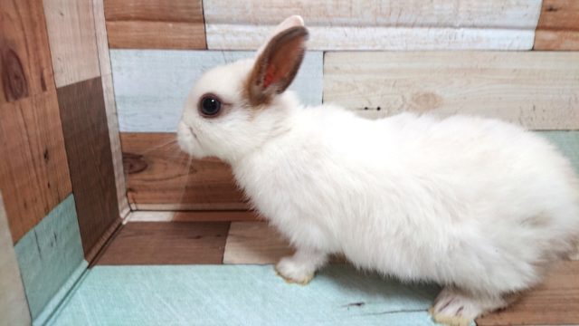 ネザーランドドワーフ