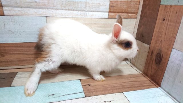 ネザーランドドワーフ