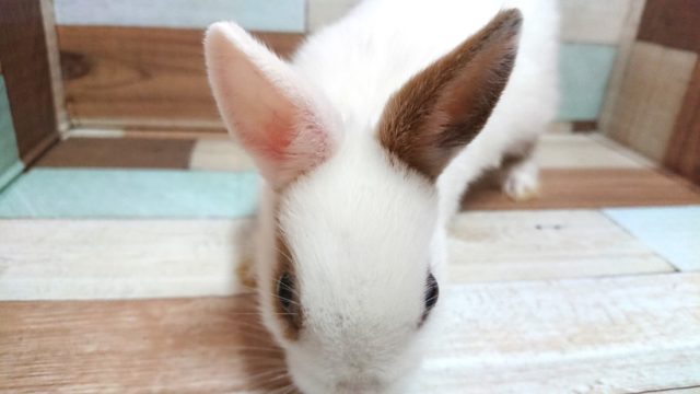 ネザーランドドワーフ