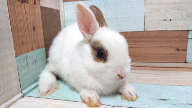 ネザーランドドワーフ