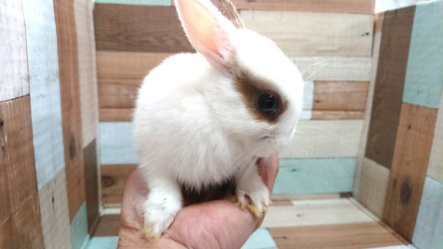 ネザーランドドワーフ