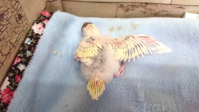 セキセイインコ