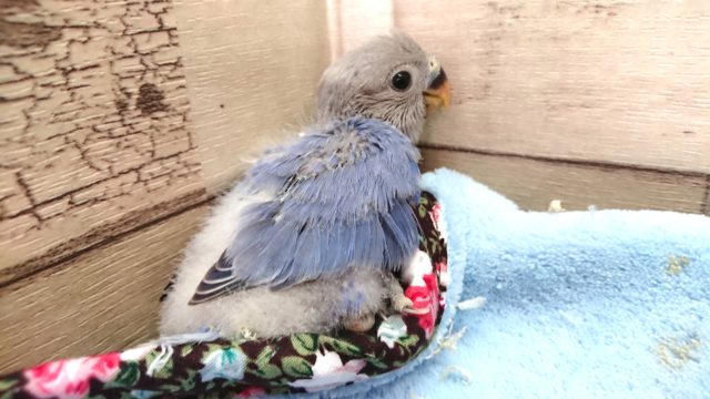 コザクラインコ（小桜インコ）