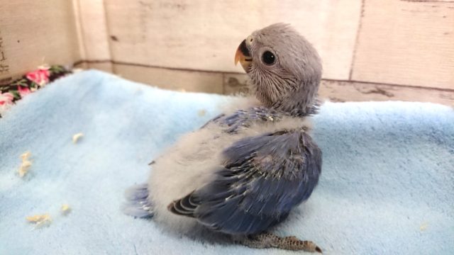 コザクラインコ（小桜インコ）