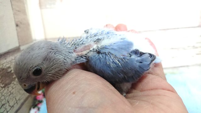 コザクラインコ（小桜インコ）