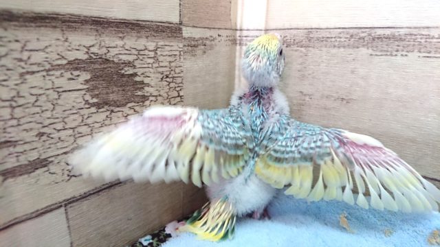 セキセイインコ