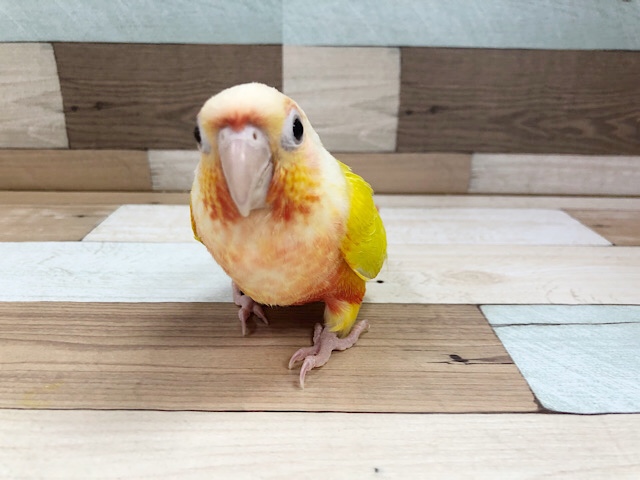 ホオミドリウロコインコ