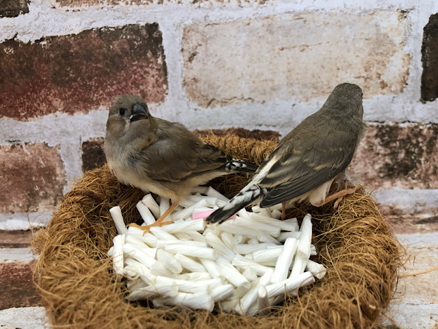 錦花鳥（キンカチョウ）