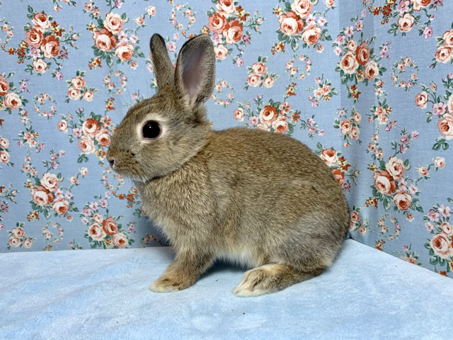 ネザーランドドワーフ