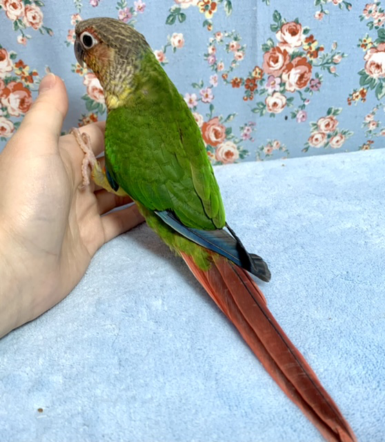 ホオミドリウロコインコ