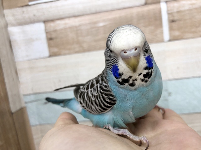 ジャンボセキセイインコ