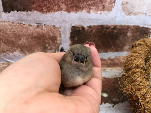 錦花鳥（キンカチョウ）