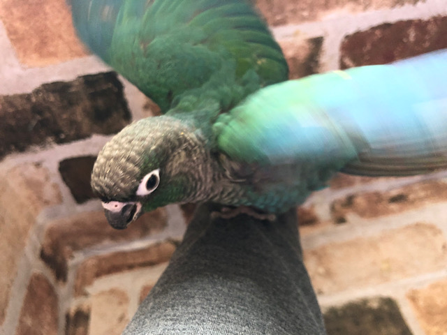 ホオミドリウロコインコ