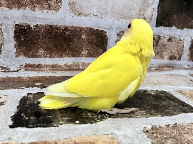 コザクラインコ（小桜インコ）