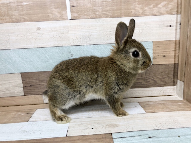 ネザーランドドワーフ