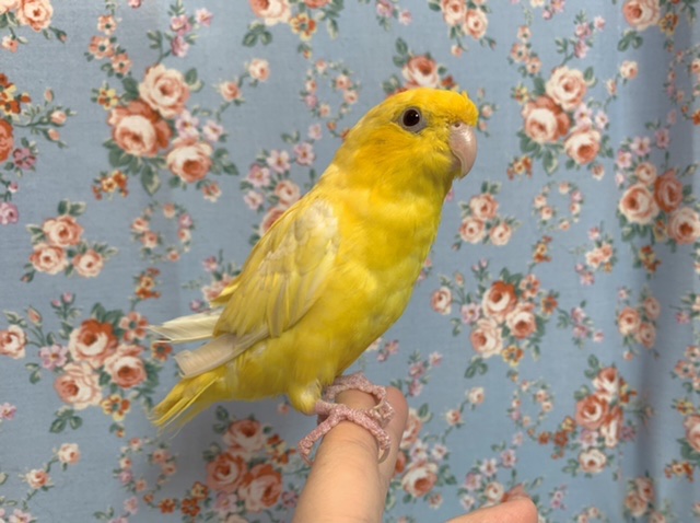 サザナミインコ