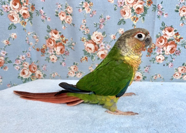 ホオミドリウロコインコ