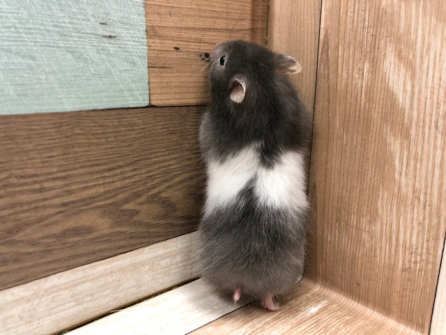 ゴールデンハムスター