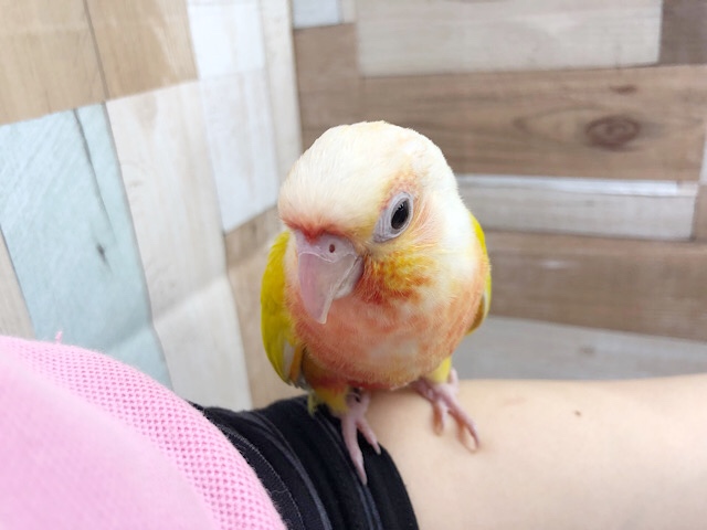 ホオミドリウロコインコ