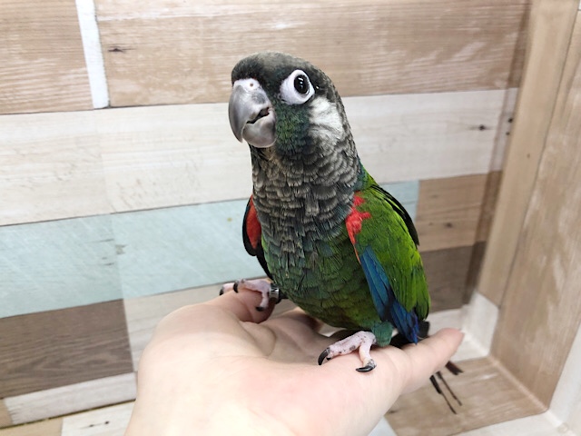 アオシンジュウロコインコ　