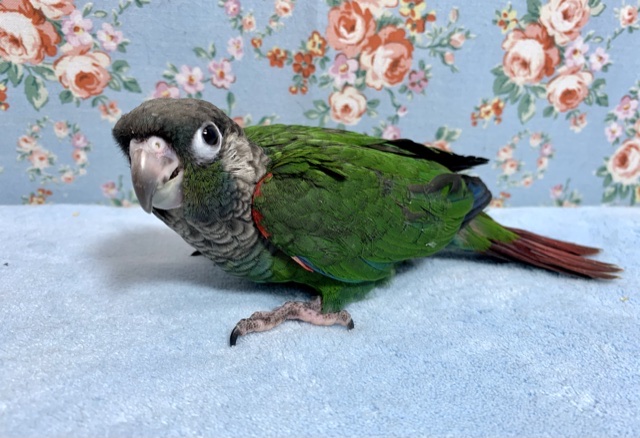 アオシンジュウロコインコ　