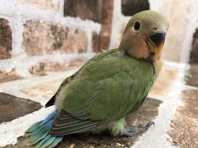 コザクラインコ（小桜インコ）