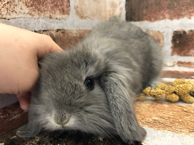 ロップイヤーラビット