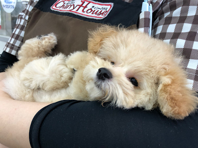 トイプードル