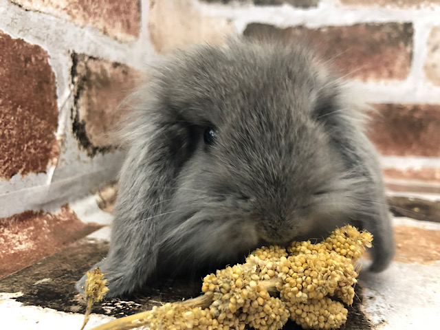 ロップイヤーラビット