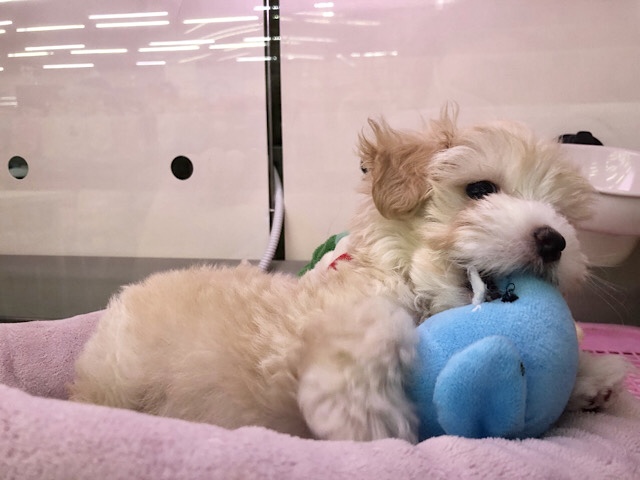おっと〜りゆった〜り♥ミックス犬のマルプー(マルチーズ×トイプードル) マルプー