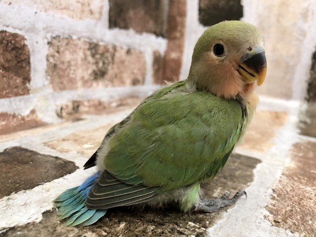 コザクラインコ（小桜インコ）