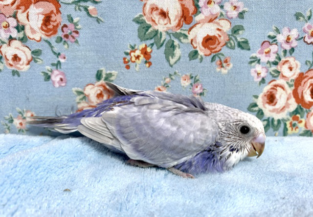 セキセイインコ ライラック 2月2日 セキセイインコ