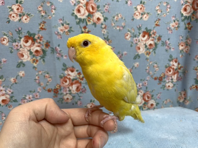 サザナミインコ