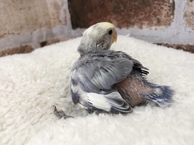 コザクラインコ（小桜インコ）