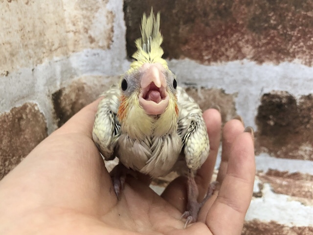 オカメインコ