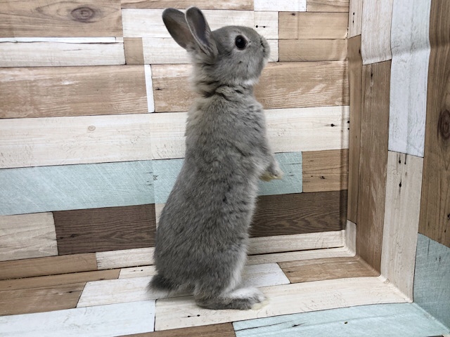 ネザーランドドワーフ