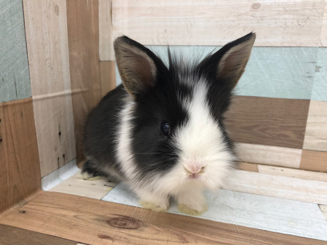 ライオンラビット