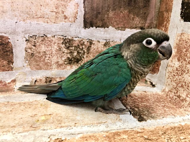 ホオミドリウロコインコ