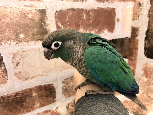 ホオミドリウロコインコ